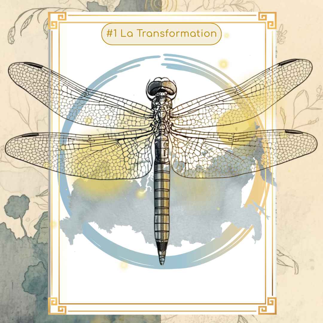 Libellule Transformation